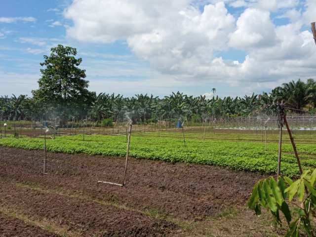 Pemerintah Kabupaten Kutai Timur (Pemkab Kutim) akan membangun kawasan food estate. Sebuah konsep pengembangan pangan yang dilakukan secara terintegrasi.